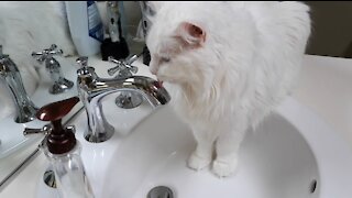 Our Cat Licks Sinks, Faucets and Bathtubs