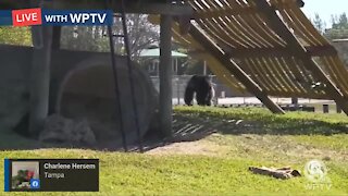 Chimpanzees pick winner for Super Bowl LV in Loxahatchee
