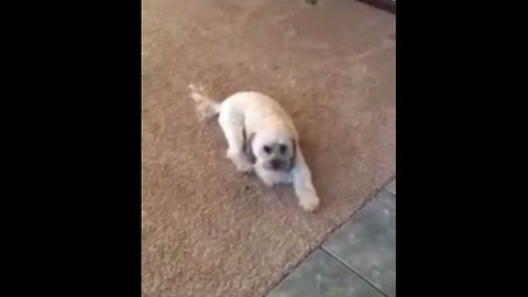 Dog's very strange method of eating food