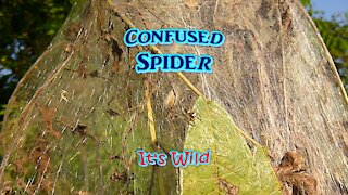 Confused Spider – It’s Wild