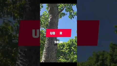 World's Dangerous Tree 😱 | #shorts