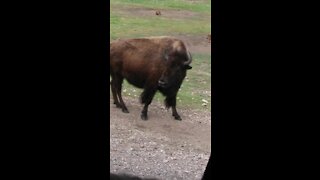 3 Minute Tour - Black Hills Buffalo