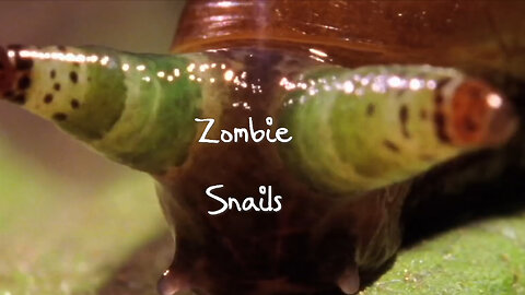 Zombie Snails – (modified host behaviour)