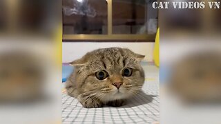 Funniest Animals Videos Best Funny Cats and Cute Dog Funny Animal Compilation