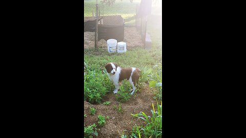 time to feed and water the chickens