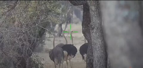 ATN Ambassador Compilation | The Best Hunting Scope X-Sight 4K Day Hunt Videos of 2019