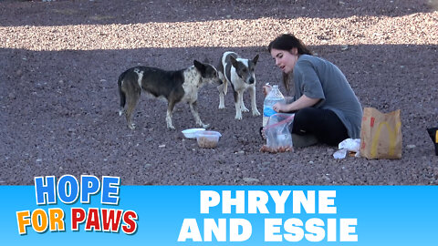 Dog rescue on the California, Arizona and Nevada border - stressful, but successful! ❤️👍