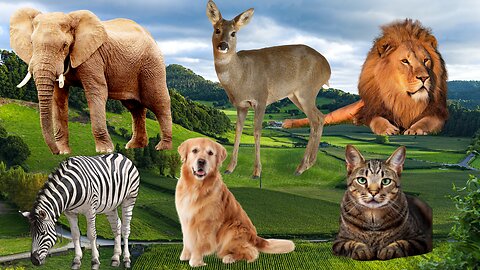 Animal Planet | Wildlife documentary of Dog, Cow, Cat, Donkey, Tiger, Lion