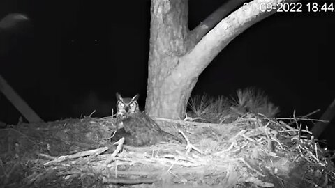 Female Great Horned Owl Spends Time at Nest 🦉 1/9/22 18:28