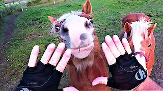 Horses and cyclist learn harsh electric fence lesson together