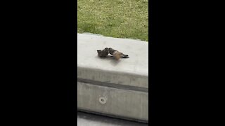 Bird fight