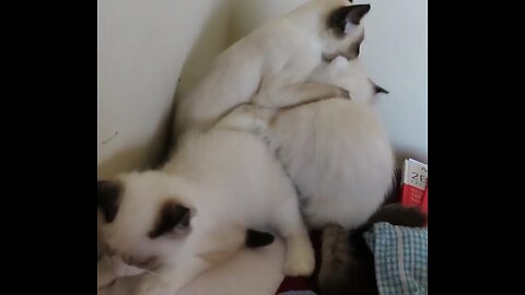 Siamese Kitten Tries to Push Ragdoll down the 'KItty Chute'