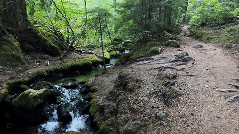 Hiking Up the Forest Beside Ramona Creek towards Ramona Falls! | Mount Hood Wilderness | 4K | Oregon