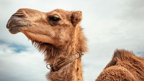What Camels Think