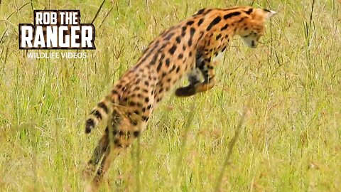 Serval Catching Mice | Maasai Mara Safari | Zebra Plains
