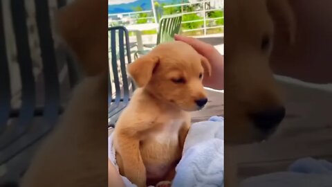 The cutest 🥰puppy on the planet please get this viral | #shorts | #viral | #cutepuupy