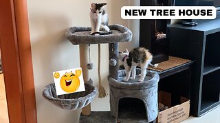 New Cat Tree (Qatara And Qatari)