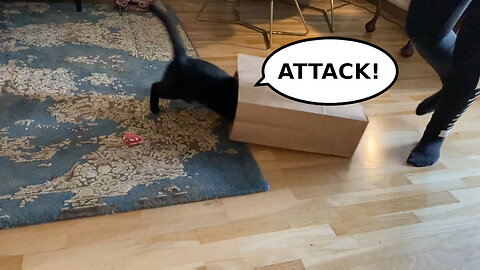 Vilma Cat vs Ikea Paper Bag