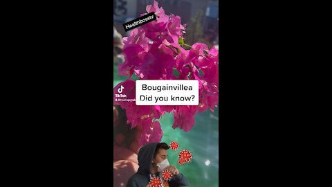 Bougainvillea Did you know?