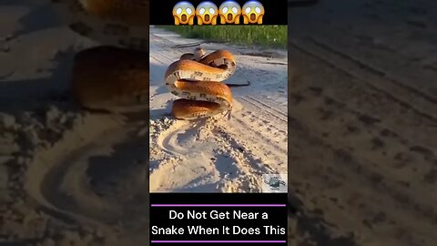 DO NOT Get Near! | When A Snake Does This #shorts