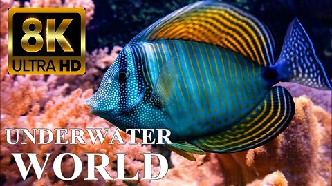 Underwater World 8K ULTRA HD – Marine Life, Sea Animals and Coral Reef