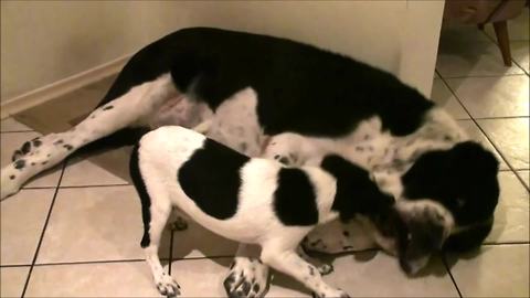 Big dog tries his best to ignore playful puppy