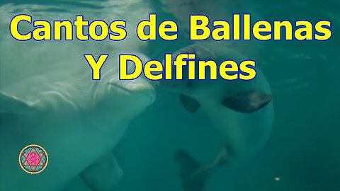 CANTOS DE BALLENAS Y DELFINES PARA AYUDAR A SANAR CUERPO Y ALMA