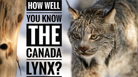 Group of Canada Lynx - British Columbia (video file for wildlife research paper)