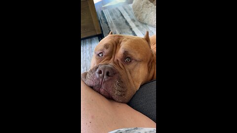 GIANT Pit Bull has serious case of the “Monday’s” 🦁💤🥰