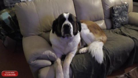 Needy Saint Bernard Watches Playoffs With Owner, Dozing On The Couch