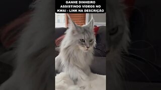 muito bonito esse gato