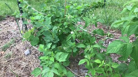 Springtime Check of Growing Berries | Blackberry, Raspberry, and More