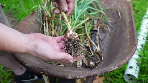 Harvesting garlic 2022