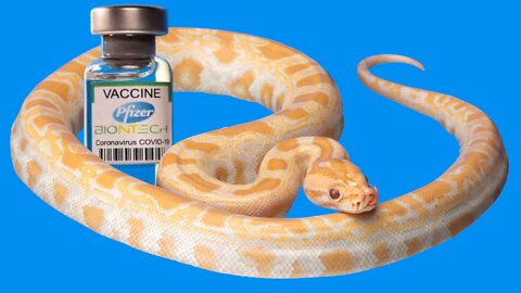 COVID-19 vaccines contain snake venom substrate