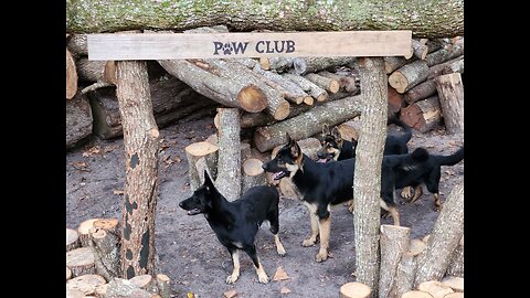 Best DYI Dog Playground - The PAW CLUB