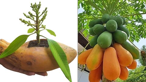 Amazing Idea 💚 How To Propagate Mango Tree Use Aloe Vera In Papaya Fruits #asmr #plants