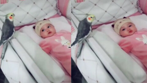 Happy cockatiel singing and playing