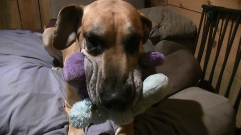 Great Dane would rather Play with Stuffed Animals than Eat!