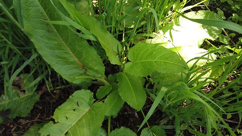 Personal Plant Medicine April Blurbs The Earth's F U Plants and Chemtrail Weeds?