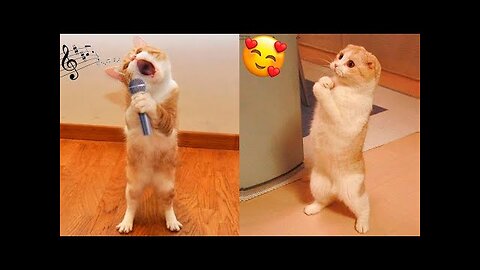 Funniest Animals Videos - Best Cute Cats and Crazy DogsVideos 2022