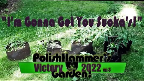 Victory Garden ep 3 "I'm gonna get you sucka's!" 🍅🥒🌶🥔🔨😎