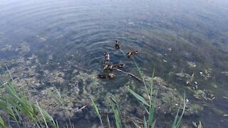 Feeding ducklings