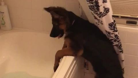 Puppy decides owner's bath time is now her bath time