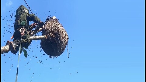 Amazing Giant Hornet Nest Removal Asian Hornet Nest