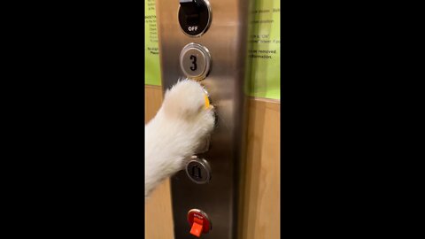 WOW!! A HUSKY PUPPY RIDES AN ELEVATOR!! #huskypuppy #husky #huskylovers #shorts