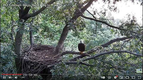 Hays Eagles Mom-beautiful flyin to the escalator, roosts overnight on the incline. 07-22-2023 20:49