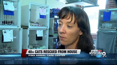 PACC rescues 38 cats from hoarder