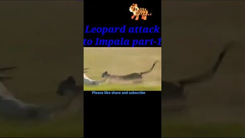 Tiger attack to Impala part -1🦌#shorts #youtubeshorts #shortvideo