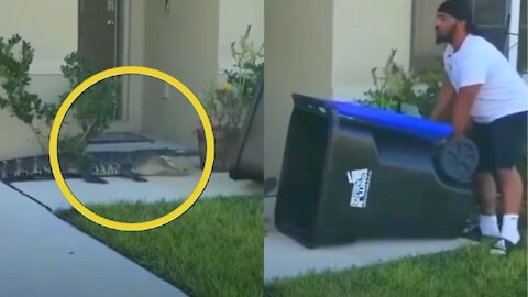 Man Traps Alligator In Trash Can