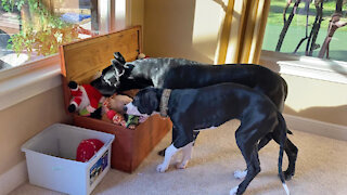 Funny Great Dane Puppy Returns Gator Toy To Her Toy Box
